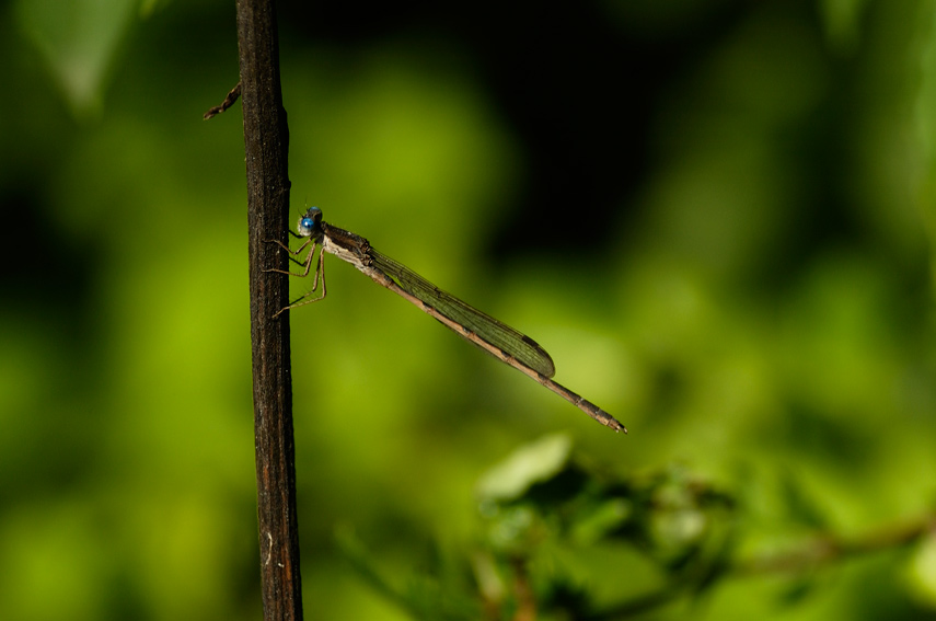 Sympecma fusca.....occhi blu